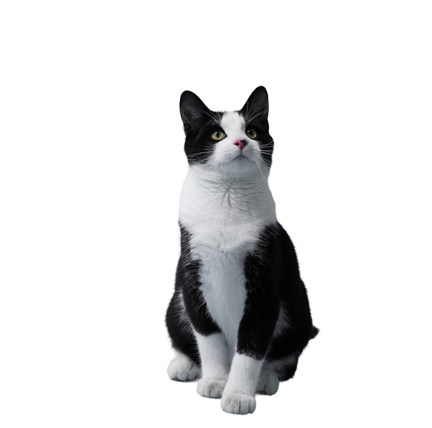 A tuxedo cat sitting