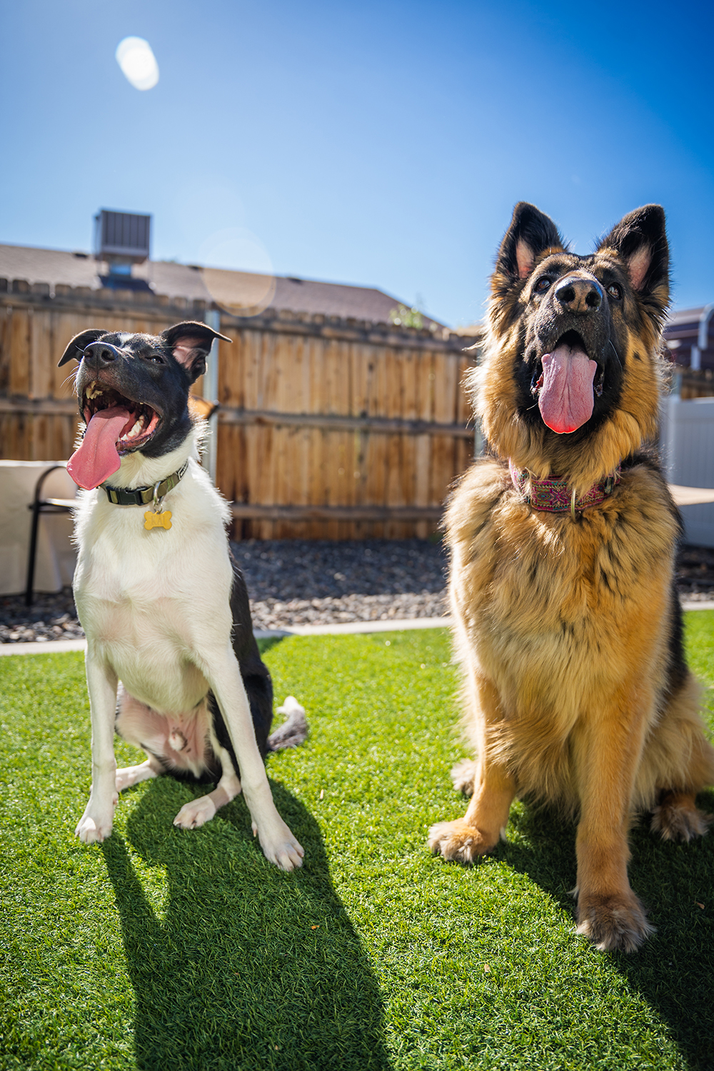 Two happy dogs sitting together in a sunny backyard
