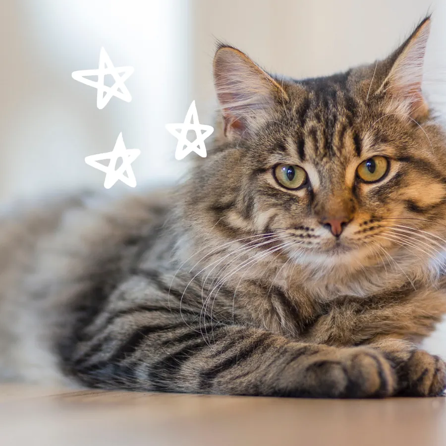 Long-haired tabby cat resting and looking at the camera