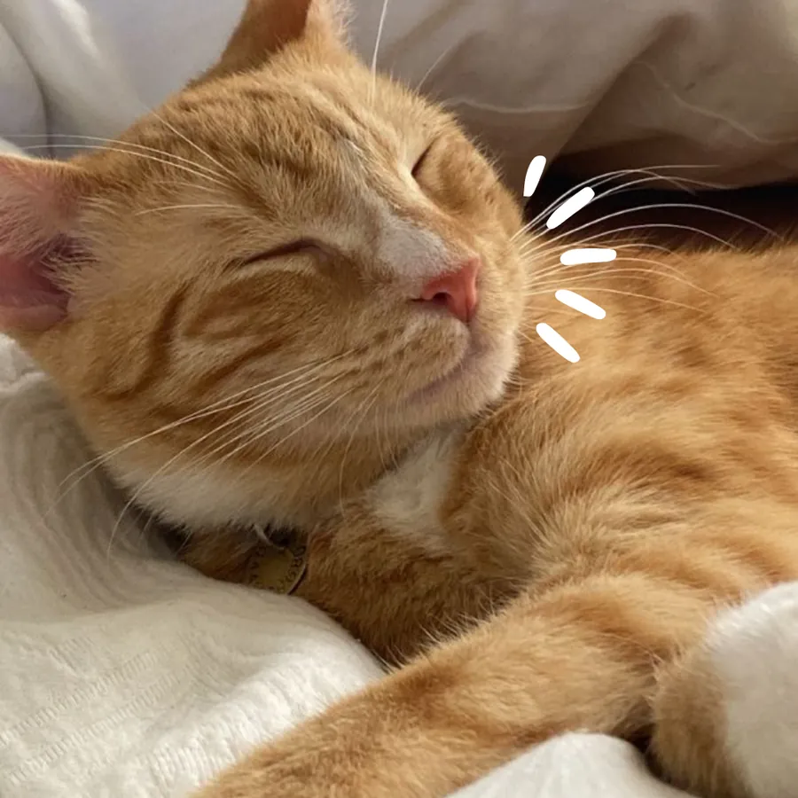 Orange tabby cat sleeping on a white blanket