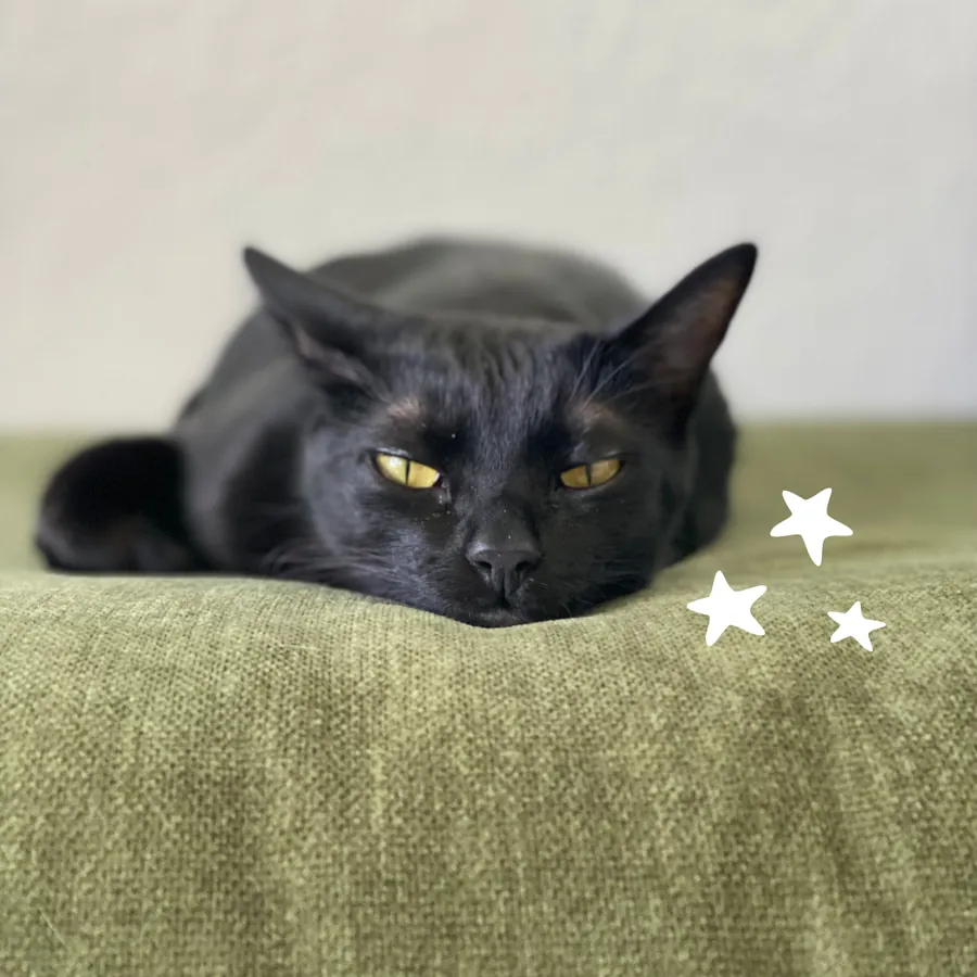 Black cat resting on a green couch cushion