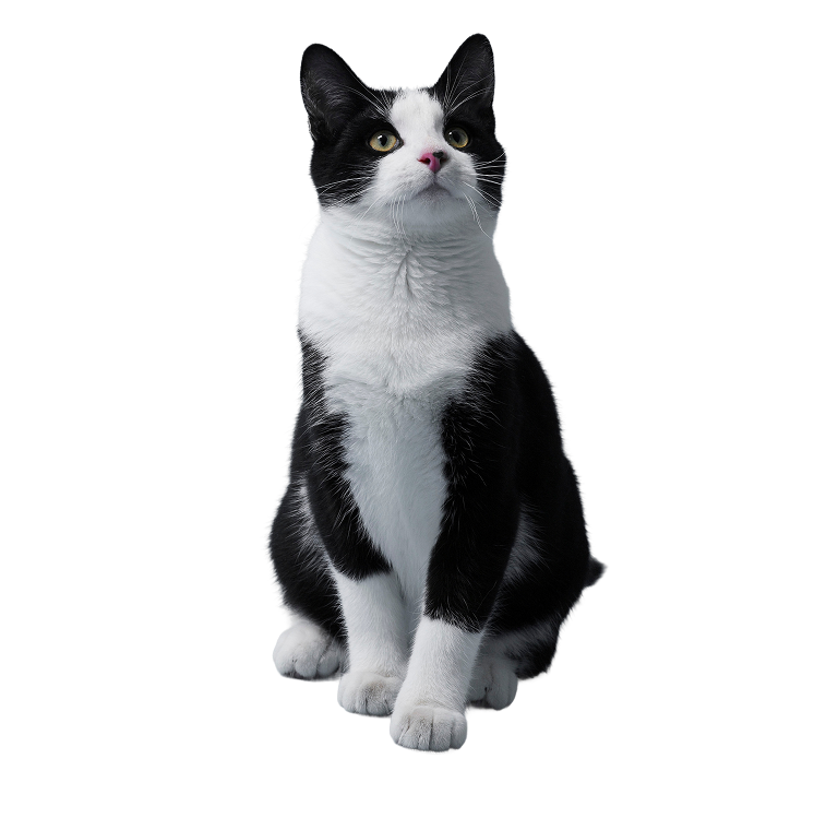 A tuxedo cat sitting