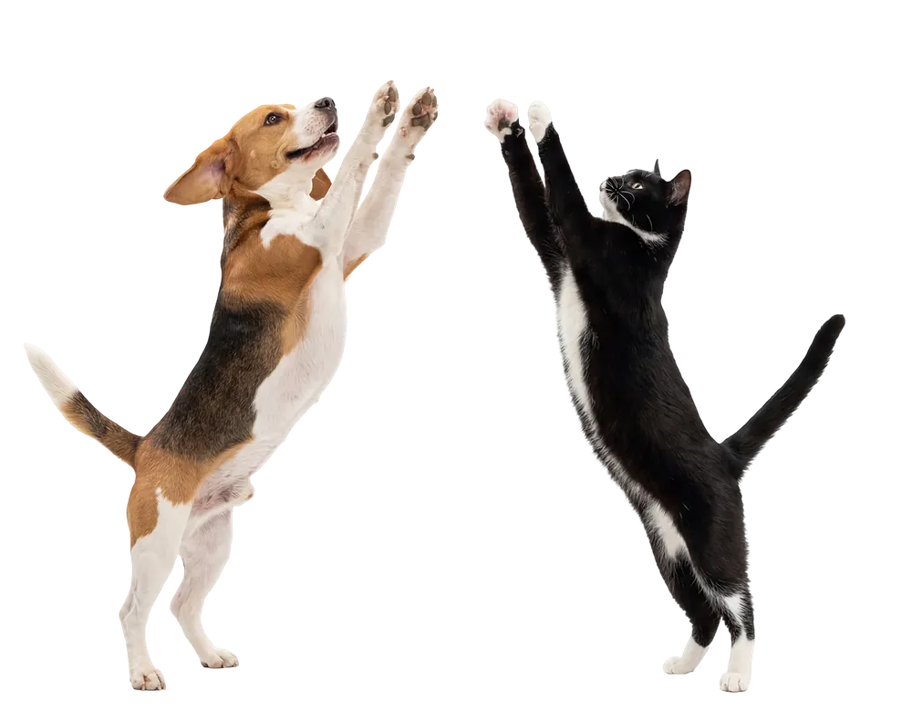 A beagle and a tuxedo cat jumping up together
