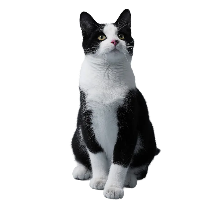 A tuxedo cat sitting