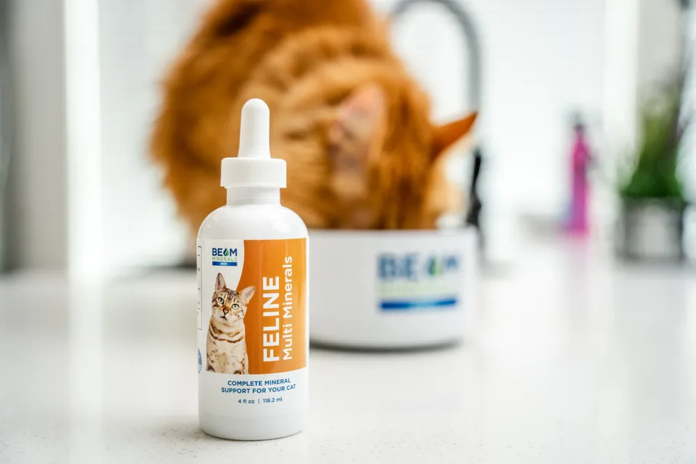 Cat eating from a bowl beside a BEAM Minerals Pets Feline Multi-Minerals bottle