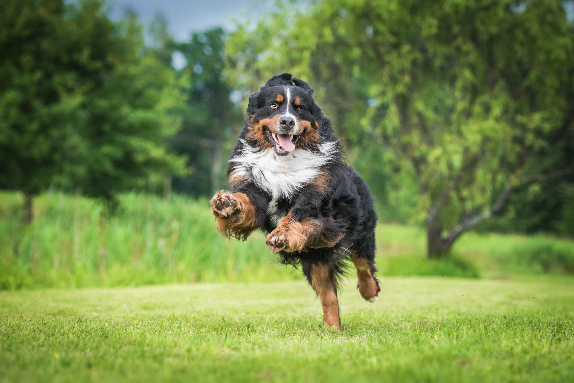 Bernese mountain dog running happily across a grassy field