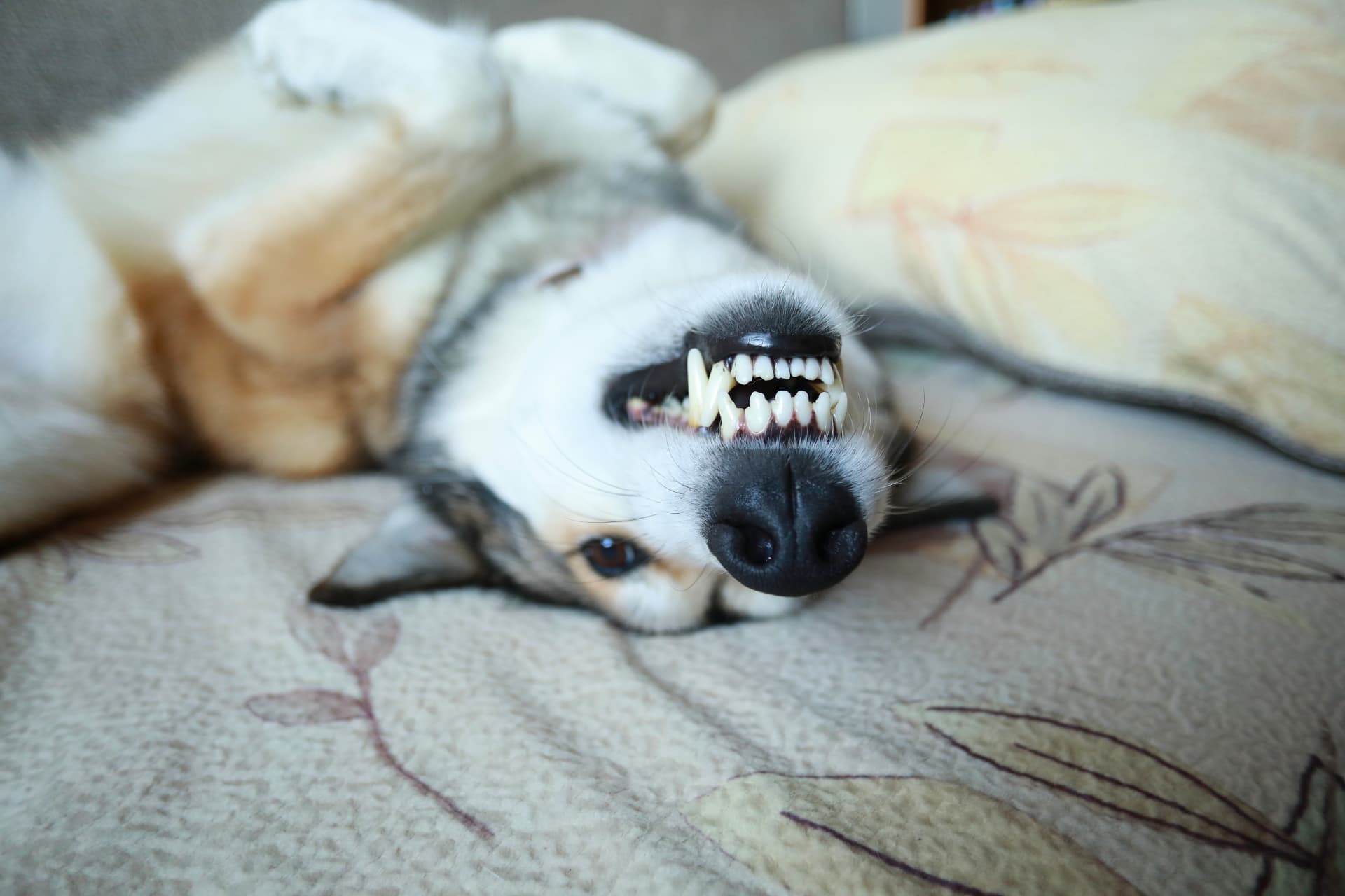 Husky lying on its back showing healthy white teeth