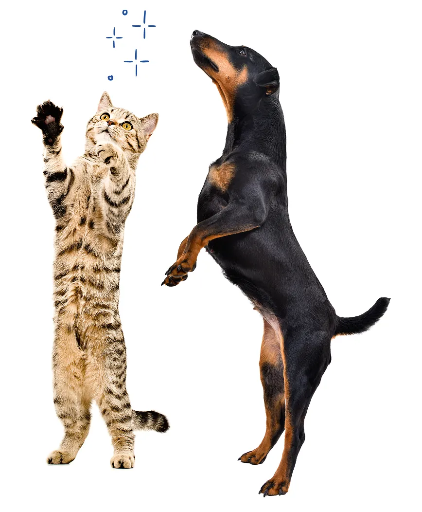 A cat and dog standing on hind legs looking up