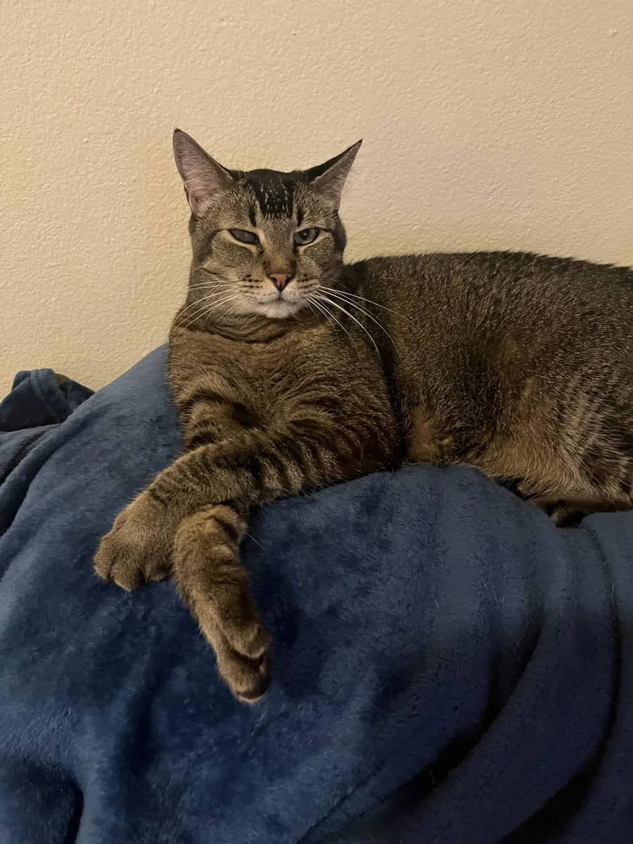 Tabby cat resting on a blue blanket