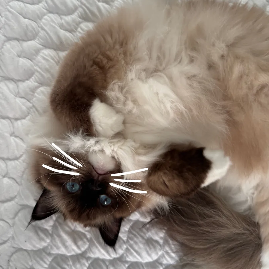 Fluffy ragdoll cat rolling on a white blanket