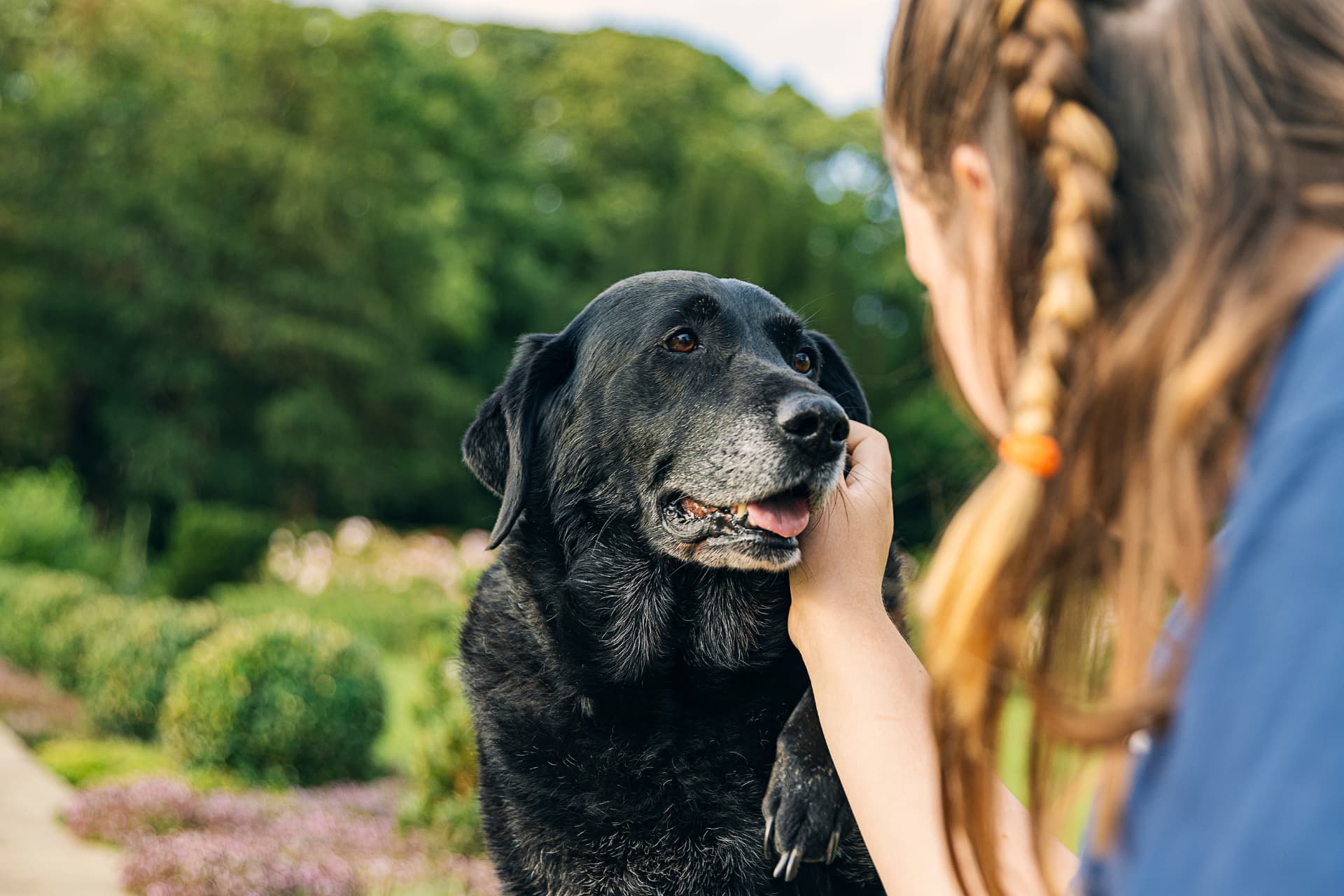Woman gently petting her senior black Labrador outdoors