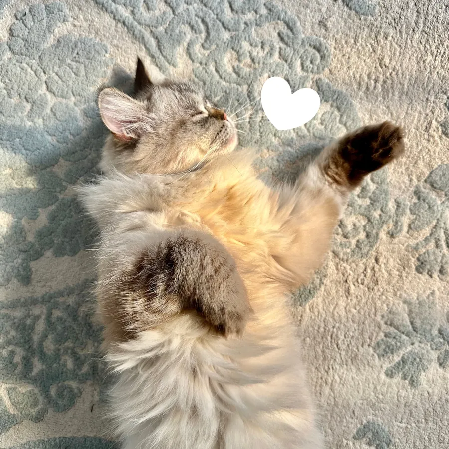 Fluffy cat stretching out in the sun on a rug