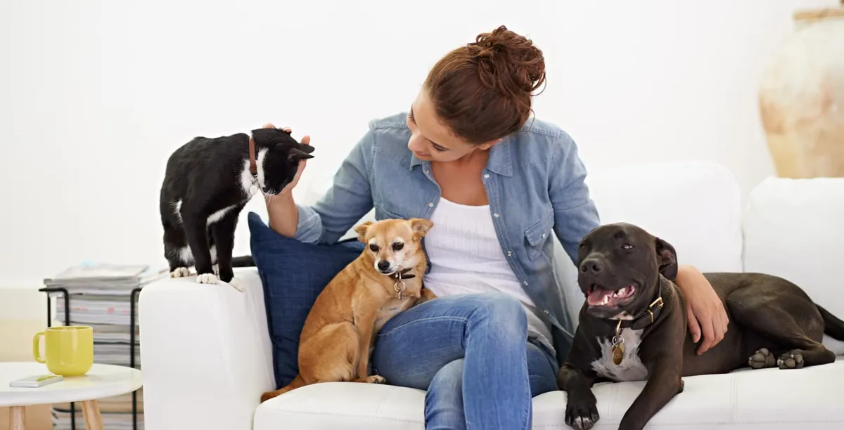 Pet parent on a couch with two dogs and a cat
