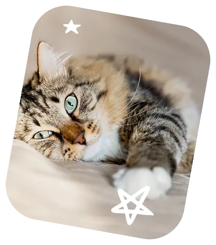 Resting tabby cat
