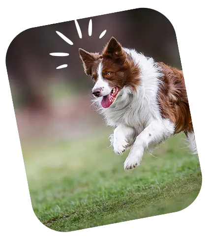 Happy dog jumping