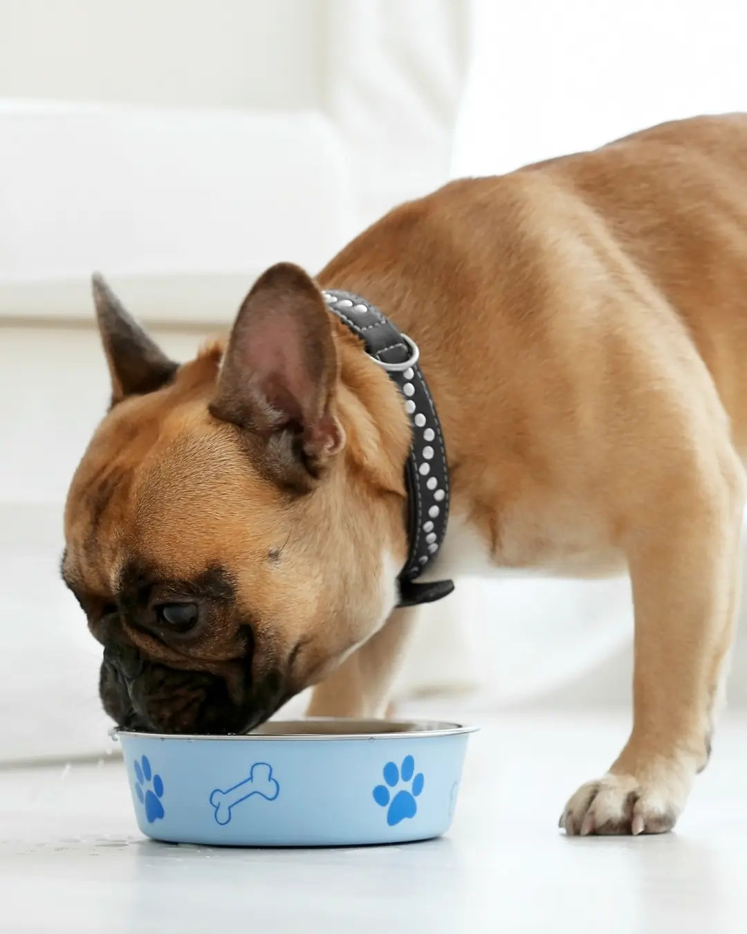 French bulldog eating from a pawprint bowl