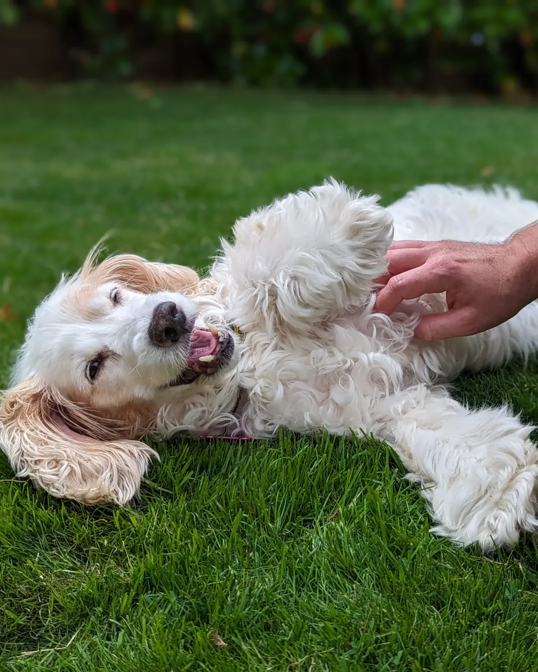 Happy dog rolling on the grass getting a belly rub
