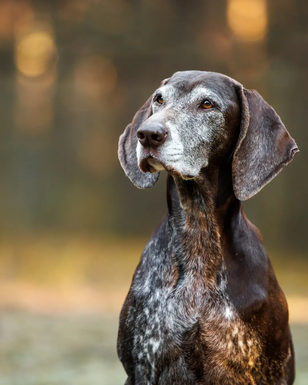 Senior pointer dog sitting outdoors in golden light