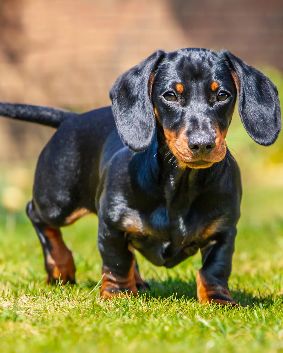 Dachshund walking through green grass with a glossy coat