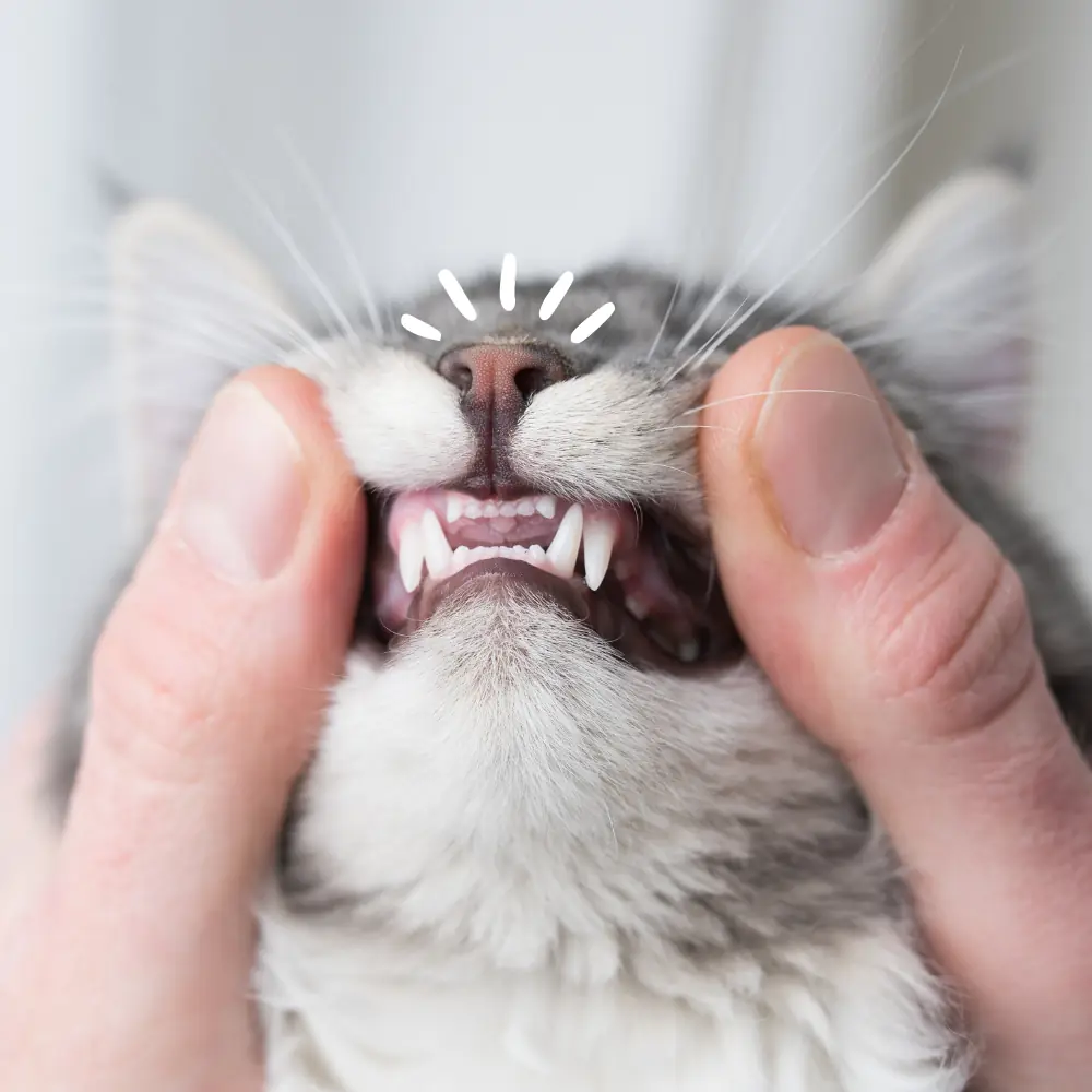 Stronger teeth and bones