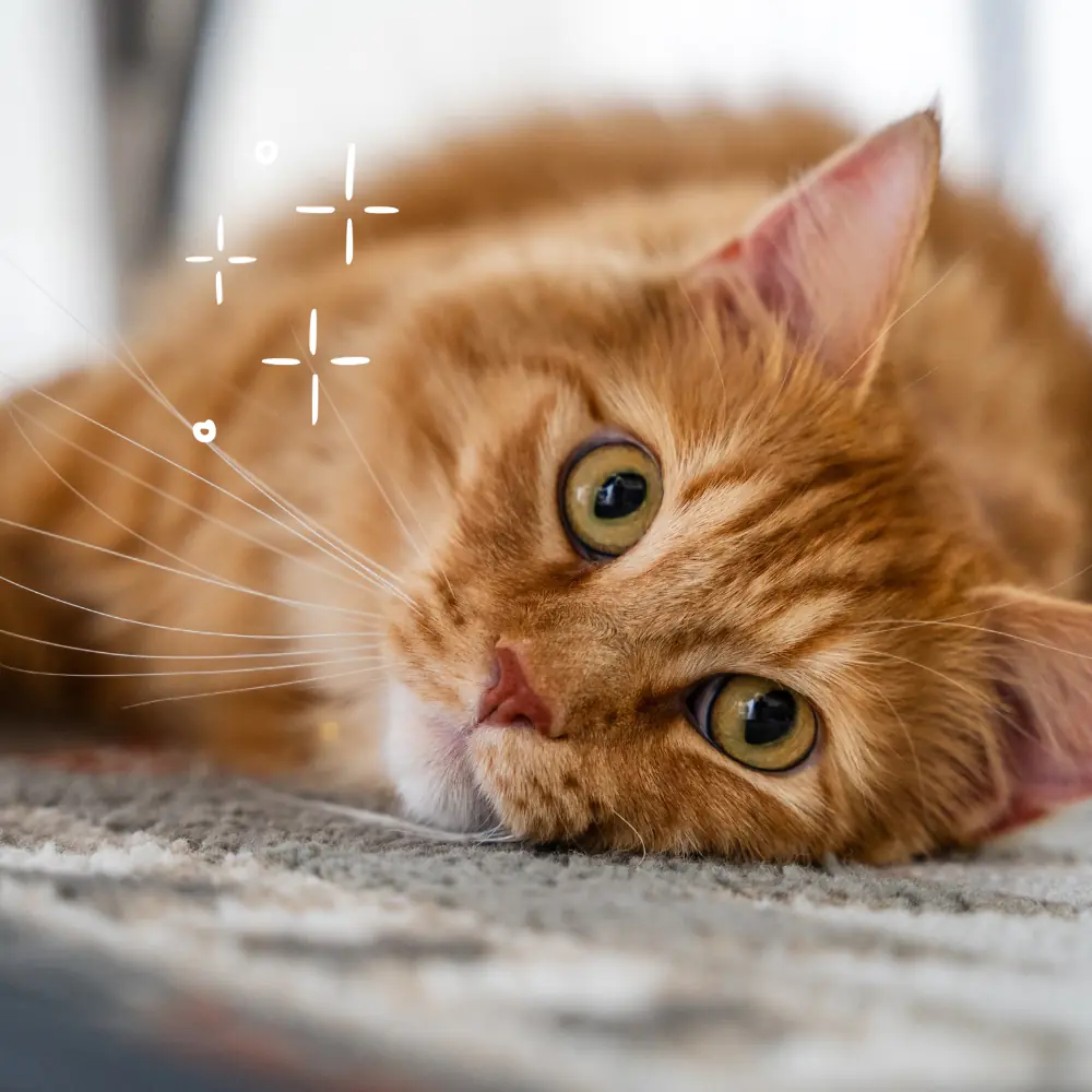Orange tabby cat resting on a rug