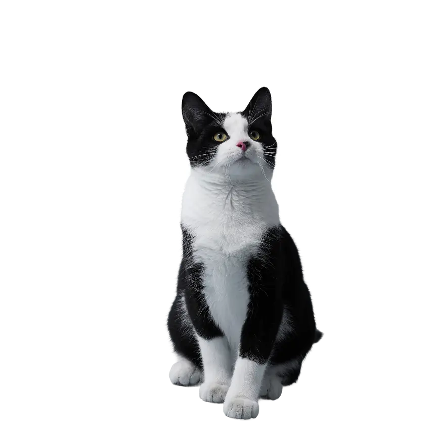 A tuxedo cat sitting