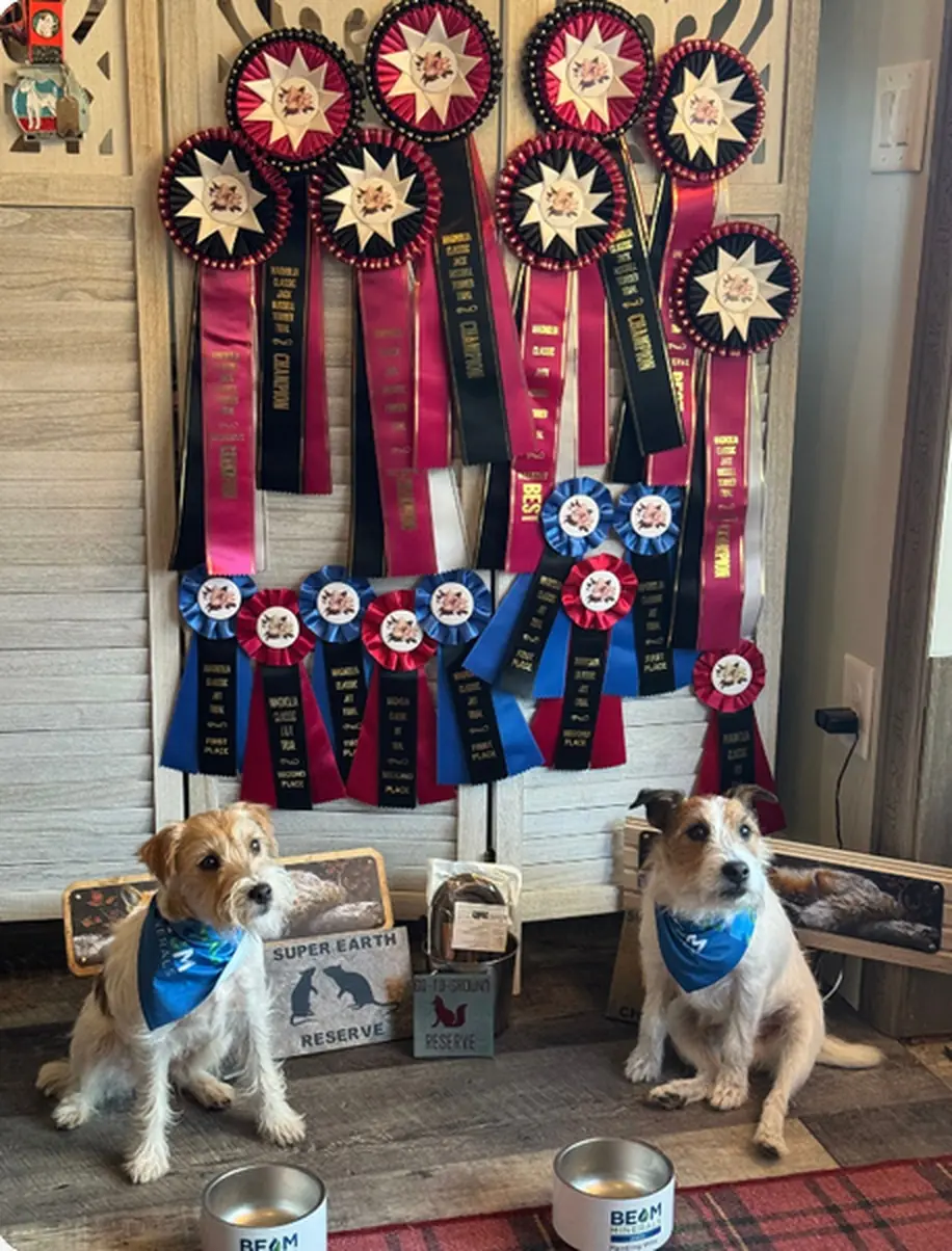 Willie and Windy, two Jack Russell terriers, sitting in front of a wall of trial championship ribbons with BEAM Minerals bowls